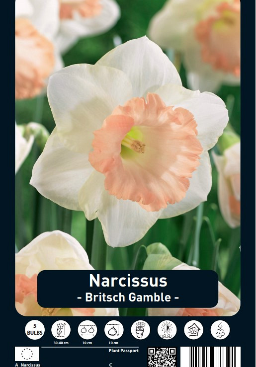 Narcissus British Gamble x5 14/16