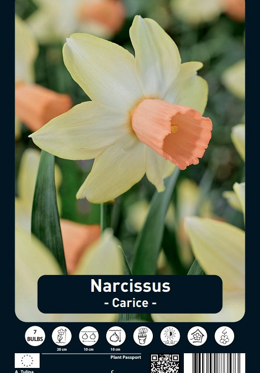 Narcissus Carice x7 12/14