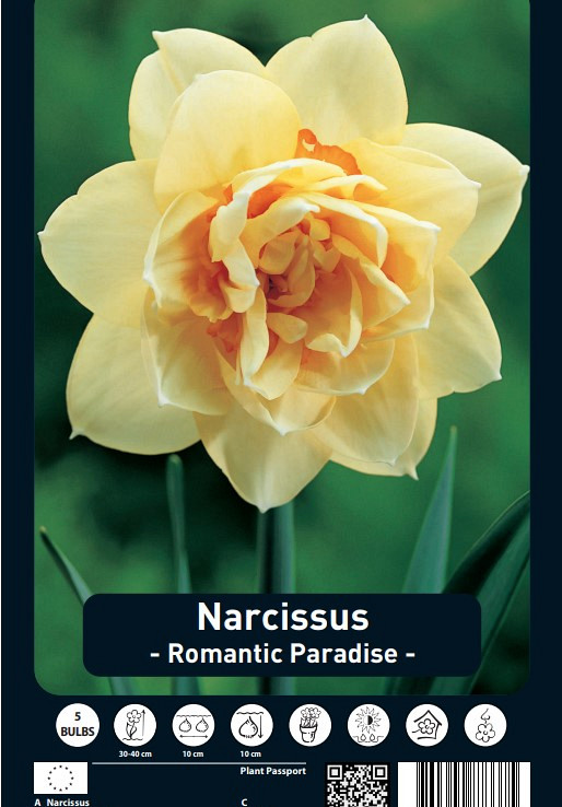 Narcissus Romantic Paradise x5 14/16