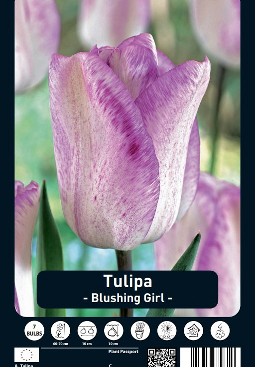 Tulipa Blushing Girl x7 12/+