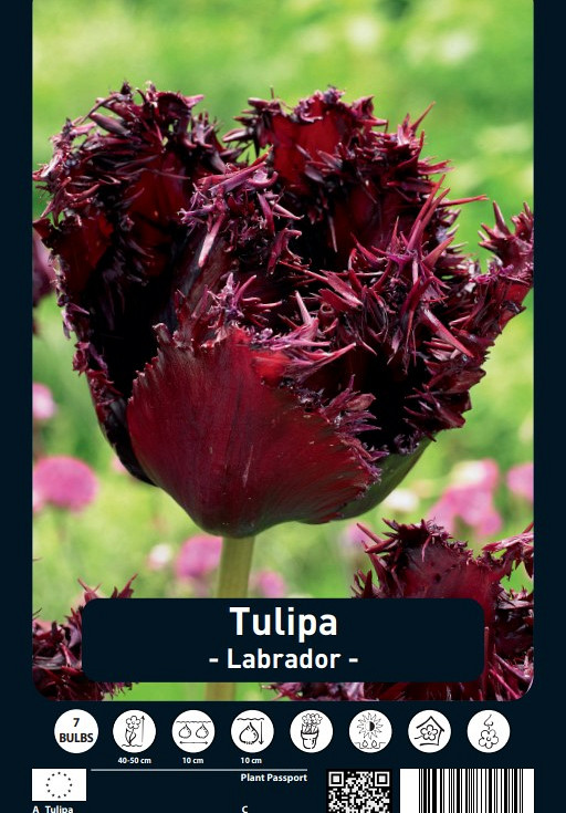 Tulipa Labrador x7 12/+