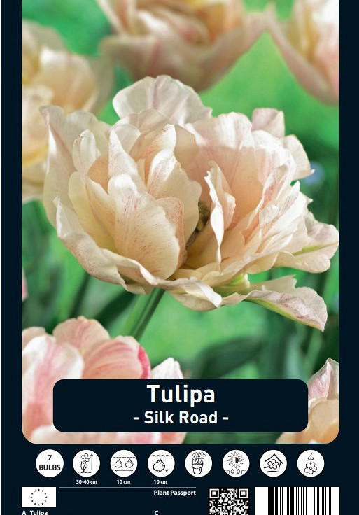 Tulipa Silk Road x7 12/+