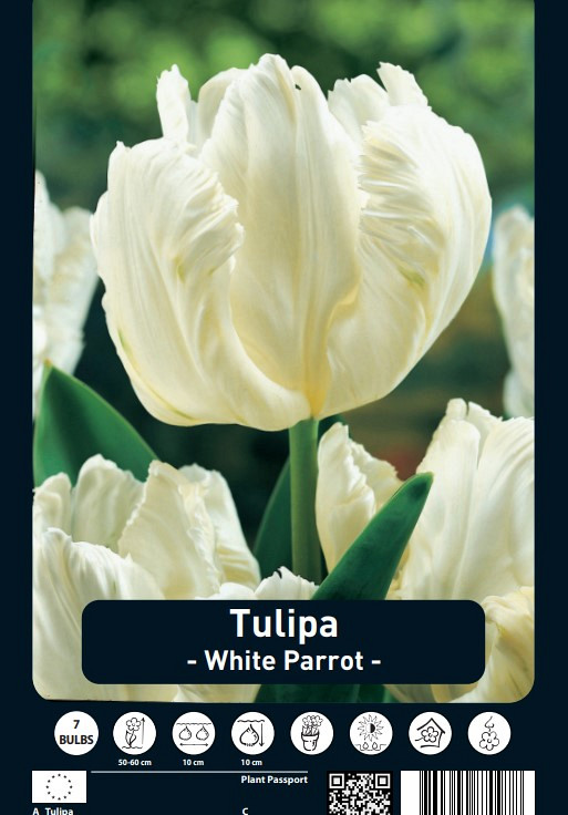 Tulipa White Parrot x7 12/+