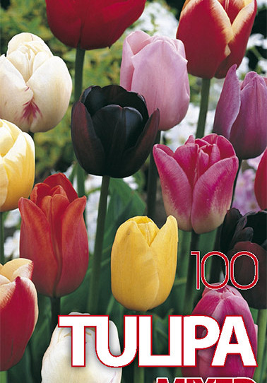 Tulp Gemengd x100 12/+