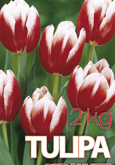 Tulp Leen v/d Mark 2 kg 12/+