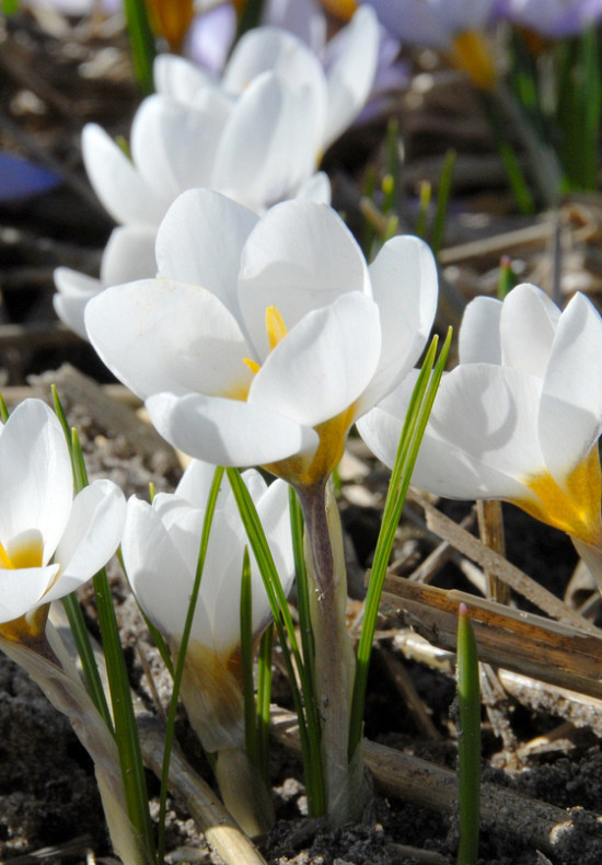 Botanisch Ard Schenk 5/7