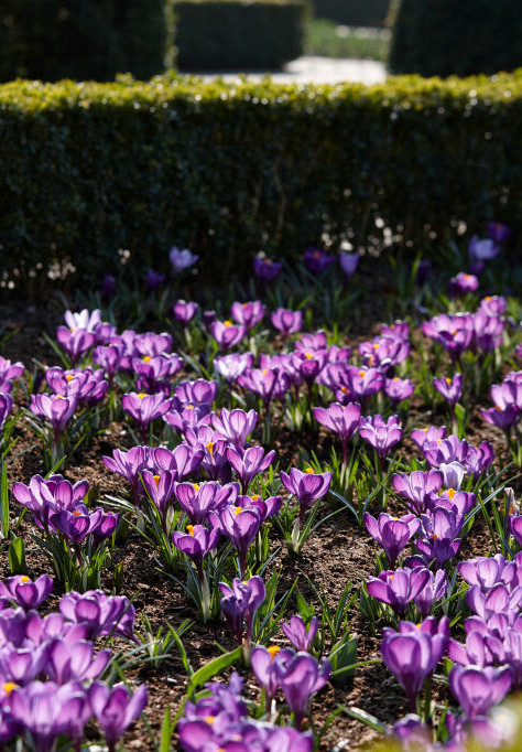 Botanisch Ruby Giant 5/7