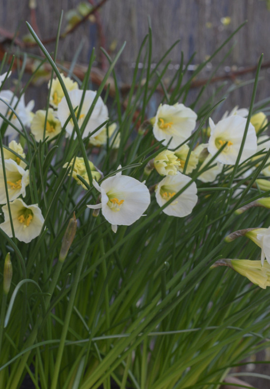 White Petticoat 6/7