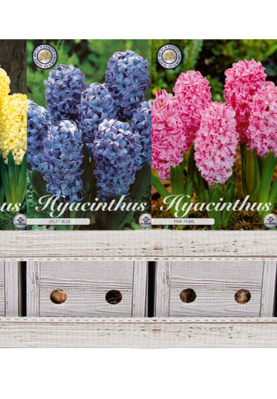 Hyacinthus x100 17 15/16