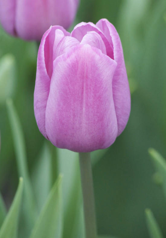 Tulipa Violet Beauty x 10 12/14