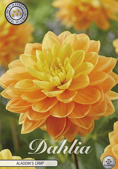 Dahlia Aladdin's Lamp x1 I I