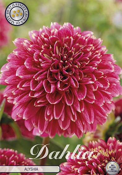 Dahlia Anemone Alyshia x1 l I