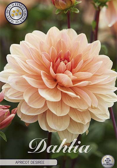 Dahlia Apricot Desiree x1 l I