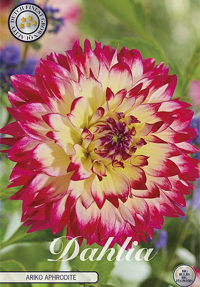 Dahlia Ariko Aphrodite x1 I I