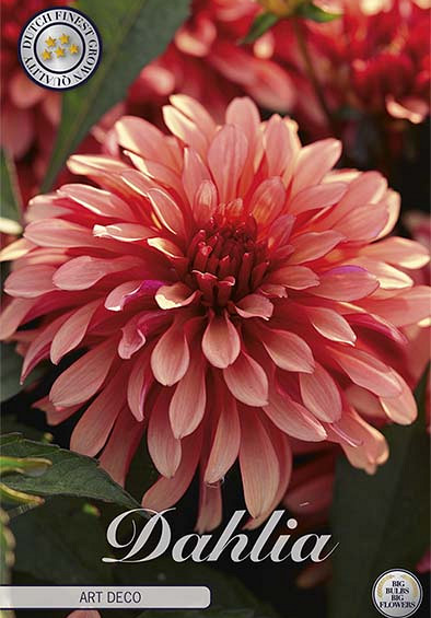 Dahlia Gallerie Art Deco x1 l I