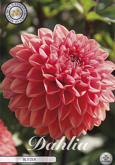 Dahlia Blitzer x1 l I