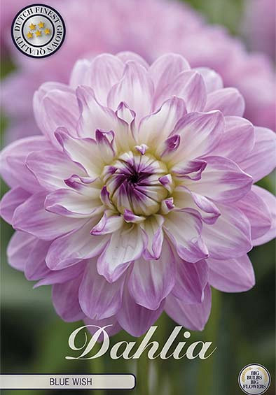 Dahlia Deco. Blue Wish x1 l I