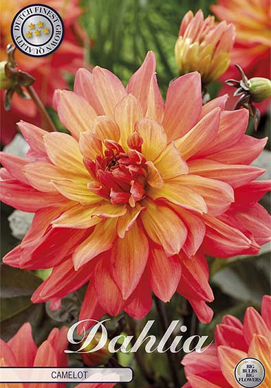 Dahlia Camelot x1 l I