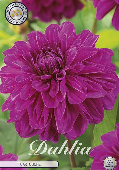 Dahlia Deco. Cartouche x1 l I