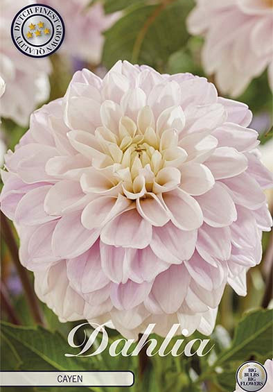 Dahlia Cayen x1 l I