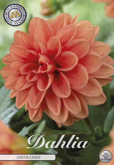 Dahlia Deco. Cheerleader x1 l I