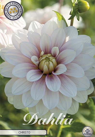 Dahlia Christo x1 l I