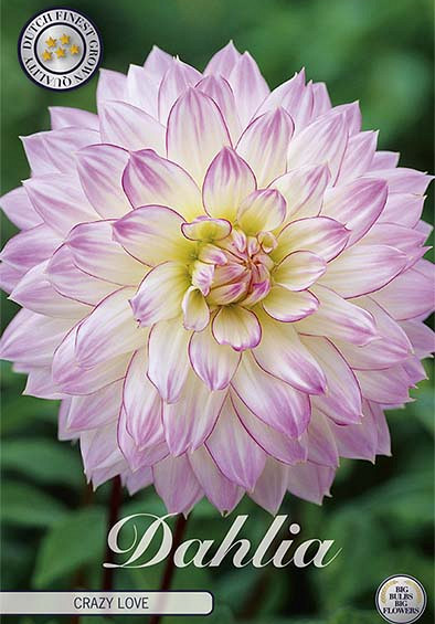 Dahlia Crazy Love x1 l I