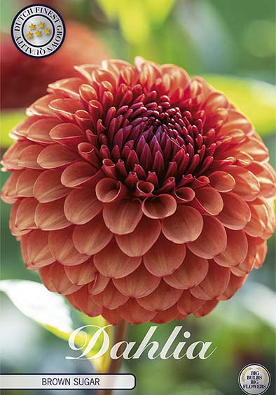 Dahlia Brown Sugar x 1 I I