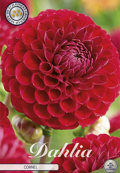 Dahlia Ball Cornel x 1 I I