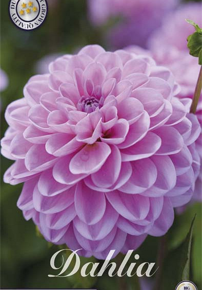 Dahlia Ball Dallas x 1 I I