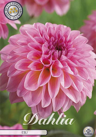 Dahlia Ball Esli x 1 I I