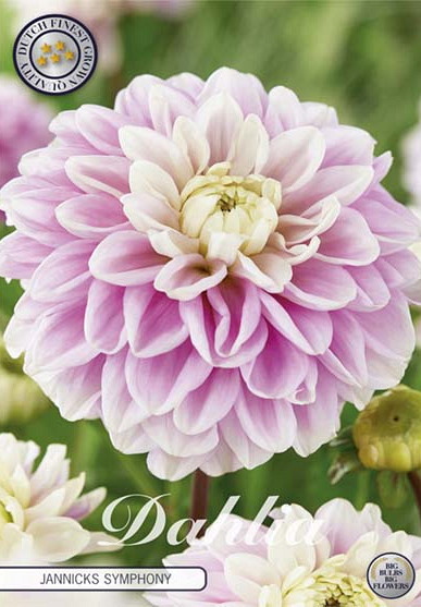 Dahlia Ball Jannicks Symphony x 1 I I