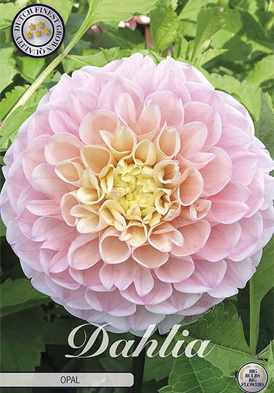 Dahlia Opal x 1 I I