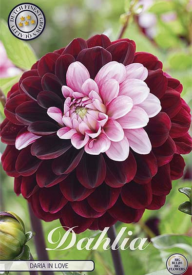 Dahlia Deco. Daria in Love x1 l I