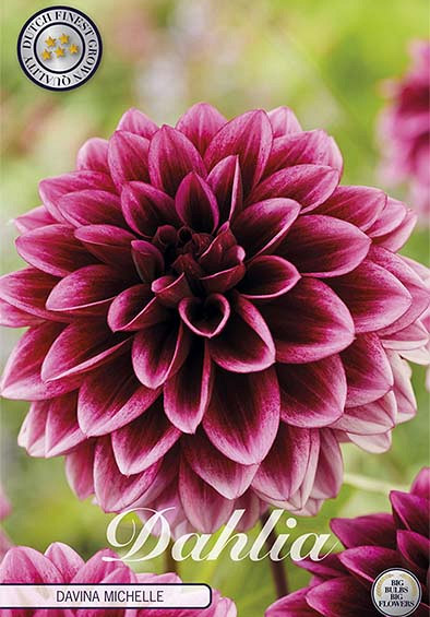 Dahlia Davina Michelle x1 l I