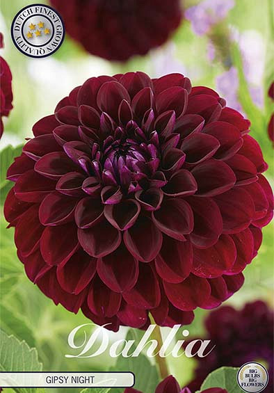 Dahlia Pompon Gipsy Night x1 l I