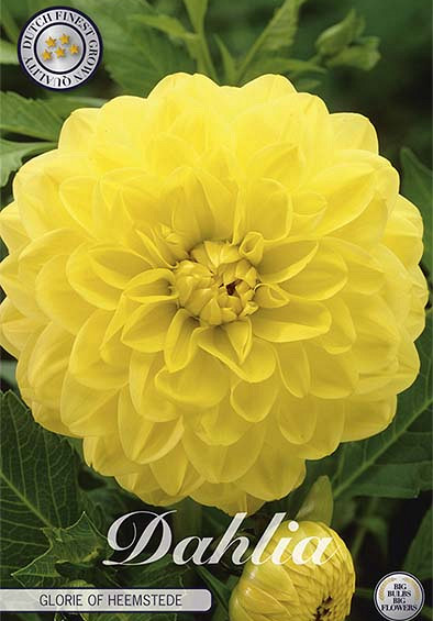 Dahlia Deco. Glorie of Heemstede x1 l I