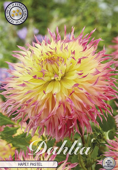 Dahlia Hapet Pastel x1 l I