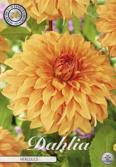 Dahlia Deco. Hercules x1 l I