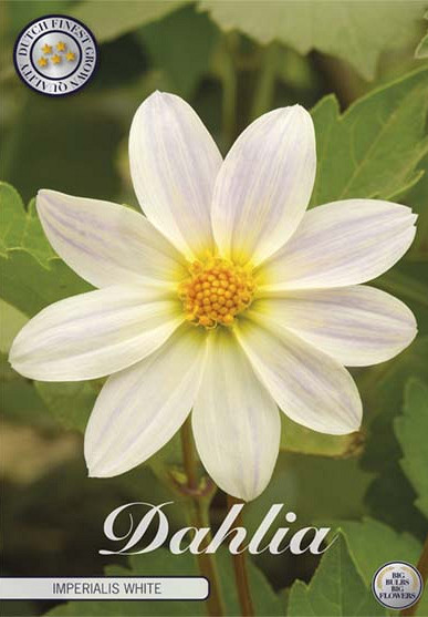 Dahlia Imperialis White x1 l I