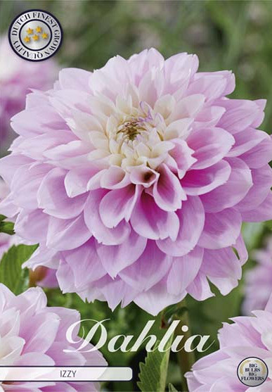 Dahlia Izzy x1 l I