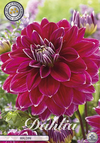 Dahlia Deco. Maldini x1 l I