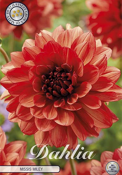 Dahlia Missis Miley x1 l I