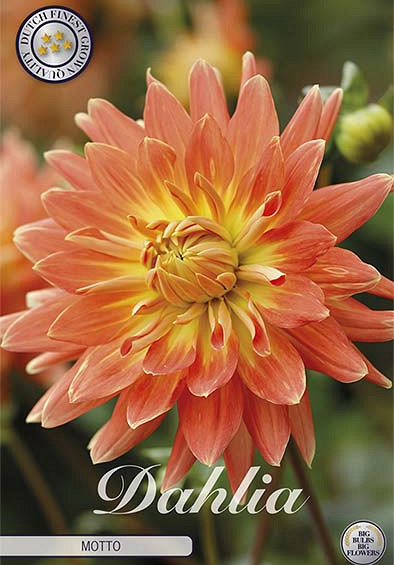 Dahlia Deco. Motto x1 l I