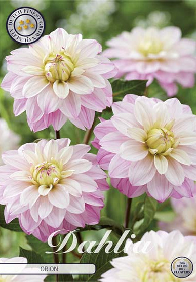 Dahlia Orion x1 l I