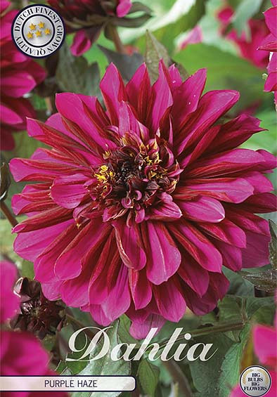 Dahlia Deco. Purple Haze x1 l I