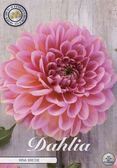 Dahlia Deco. Rina Bredie x1 l I