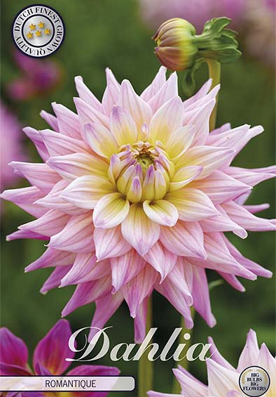 Dahlia Deco. Romantique x1 l I