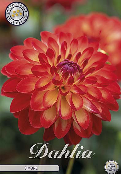 Dahlia Deco. Simone x1 l I