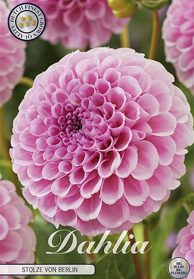 Dahlia Pompon Stolze von Berlin x1 l I